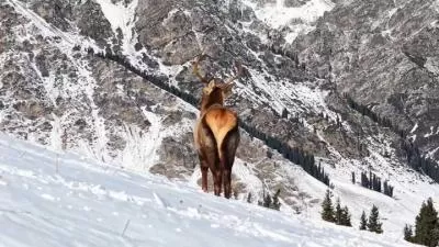 孤独是常态，一❤️野山间！#万人说新疆#野生动物#马鹿#江布拉提，分类：大美新疆，标签：野生动物, 新疆, 马鹿, 自然保护, 生态奇观