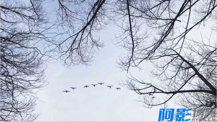 罕见壮观!疣鼻天鹅群密集迁徙,分类:大美新疆,发布时间:2026-02-02 c2791770033354.webp